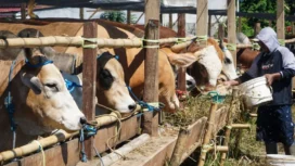 Ilustrasi - Pekerja memberi pakan sapi yang dijual di Lapak Penjualan Sapi 