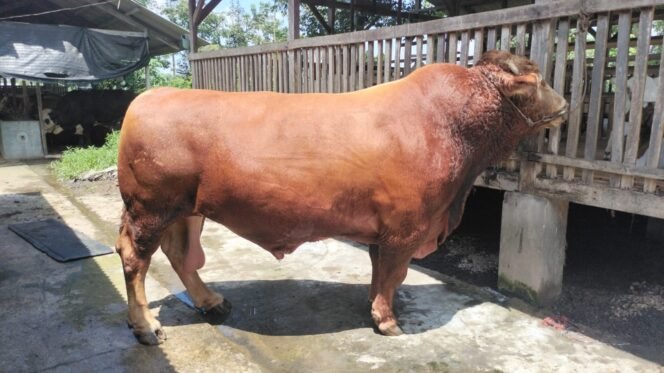 
					Provinsi Lampung sediakan Sapi Banmas Presiden sebanyak 16 ekor dengan Bobot Lebih dari 1 Ton pada Tahun